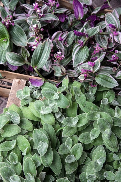 Tradescantia fluminensis y Tradescantia sillamontana, dos especies con follaje protagónico