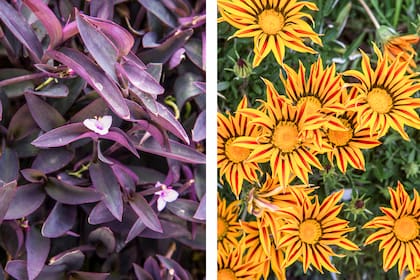 Tradescantia pallida (izquierda) y Gazania rigens (derecha)