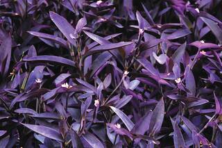 8 especies infalibles para cubrir el suelo