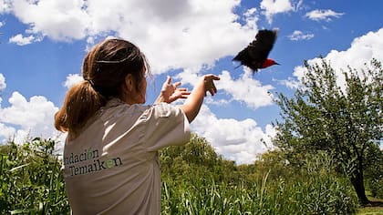 Tras recuperar a las aves, Temaikén procede a su liberación