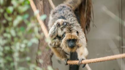 Monos carayá, principales víctimas del tráfico ilegal