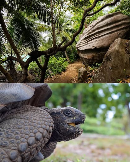 Transportaron casi 120 tortugas y las liberaron por la isla