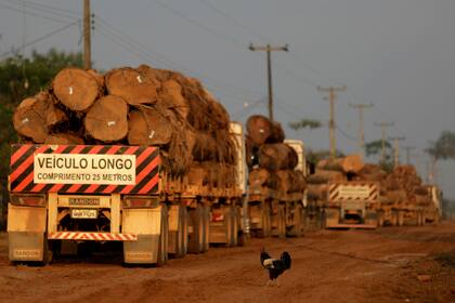 Transporte de árboles en Porto Velho