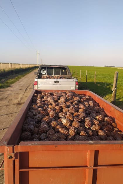 Transporte de las piñas listas para la extracción de semillas