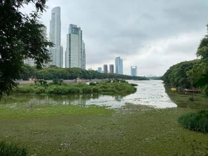 Tras analizarse muestras en cisnes coscoroba en la Reserva Ecológica Costanera Sur ahora se realizarán monitoreos en parques y reservas