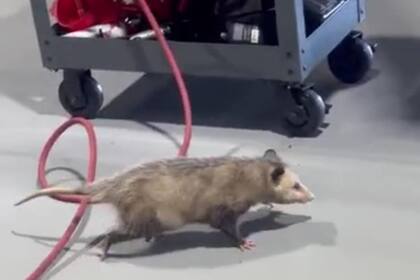 Tras caer del auto, la zarigüeya comenzó a correr a toda velocidad por el taller mecánico