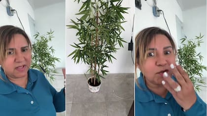 Tras cuatro años regando la planta, finalmente se trataba de una de plástico Foto/TikTok:@mamitapr