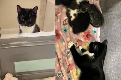 Tras dar a luz, Oreo recibió el cariño de una familia que la adoptó