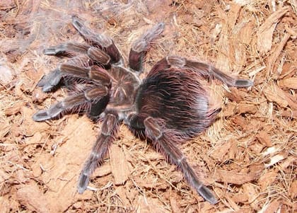 Tras depurar el veneno de la araña cangrejo (Vitalius wacketi), se obtiene una molécula capaz de eliminar las células cancerosas