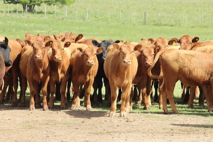 Tras el fuerte salto de precios, el mercado entró en una fase de mayor estabilidad. La falta de hacienda y la lenta recomposición del stock condicionan el escenario