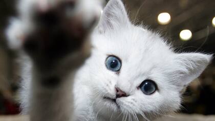 Tras el incidente, unas personas llevaron al animal a un veterinario para que lo revisara