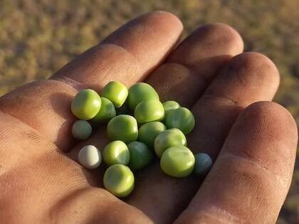 Tras enviar arveja amarilla en 2022 y 2023 a China, ahora buscan consolidar su ingreso con la variedad verde a ese destino