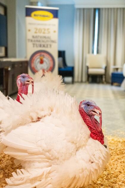 Tras la ceremonia en la Casa Blanca, los pavos indultados son trasladados a una institución universitaria donde permanecen bajo supervisión de veterinarios y estudiantes de ciencias avícolas