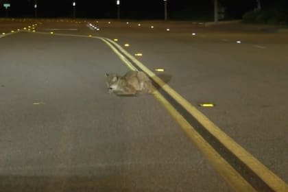 Tras la denuncia, la policía vial encontró a un cachorro de puma inmóvil en plena calzada, en la zona de Castaic