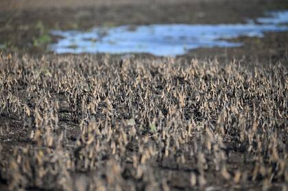 Tras la sequía, que afectó a la soja, hay expectativas por la nueva campaña para el trigo