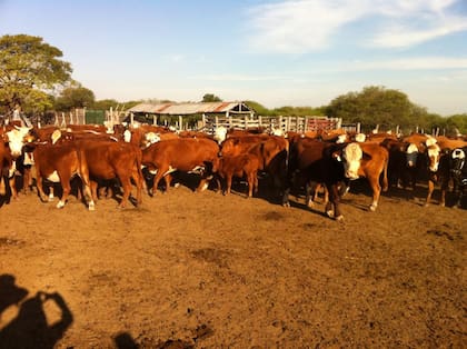 Tras la venta de su campo, Ladver decidió vender las casi 2000 cabezas de ganado y firmó un contrato de venta en consignación con la sociedad de Bobbio en octubre de ese año, para que se encargue de la comercialización