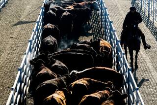 Sin horizonte de subas para los precios de la ganadería