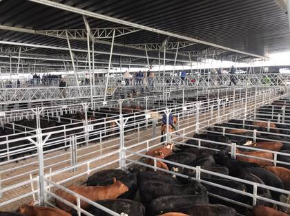 Tras las subastas, el valor sugerido por el Mercado Agroganadero para arrendamientos resultó de $1807,640