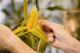 Manejo, ambiente y resultados del cultivo