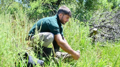 Tras más de 10 años en una pileta del Malbrán y un proceso de readaptación en un centro especializado de Santa Fe, liberaron a un yacaré overo en una reserva natural