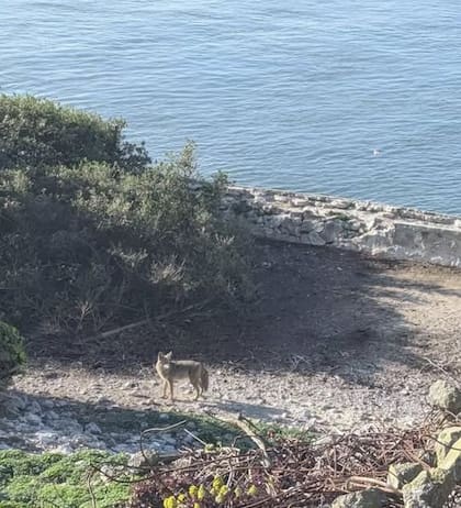 Tras más de dos semanas de llegar a la isla, el coyote de Alcatraz sobrevive y aumentó de peso (Área Recreativa Nacional Golden Gate)