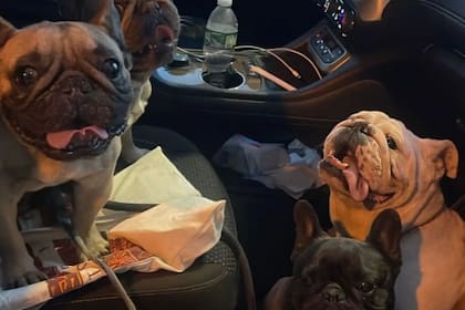 Tras viajar a Yonkers, Baez vio a una persona con sus cuatro perros