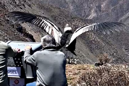 Cómo fue el primer día de Pupy en el santuario de Brasil: ¿se va a encontrar con Mara? - Image 3