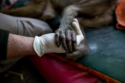Trasladaron a once papiones sagrados del ecoparque porteño
