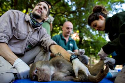 Trasladaron a once papiones sagrados del ecoparque porteño