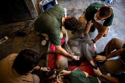 Trasladaron a once papiones sagrados del ecoparque porteño
