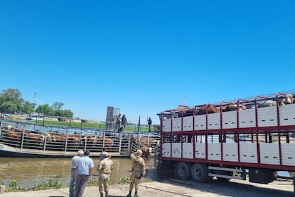Traslado de hacienda en la zona de islas del Paraná por la crecida del río