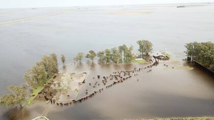 Traslado de hacienda entre Guido y Santo Domingo