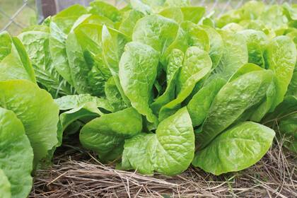 Trasplantar unas veinte lechugas al cantero por mes será suficiente para una familia tipo.
