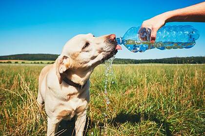 Tratá de proveerle agua fresca durante todo el día a tu perro y gato