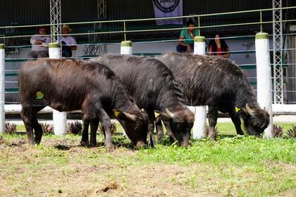 Tres bubillas Mediterránea para servicio