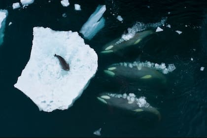 Tres contra uno: orcas rodean a una foca en un témpano