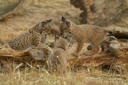 Tres crías de lince ibérico nacidas en 2014 en el Programa de Conservación Ex-Situ del Lince Ibérico
