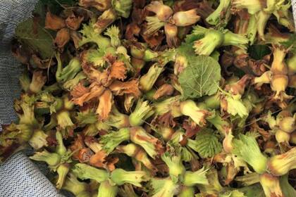 Tres cuartas partes del suministro mundial de avellanas se producen en Turquía