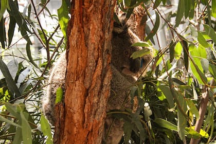 Tres de cada cinco áreas en las que viven "un número significativo de koalas" fueron afectadas por incendios forestales