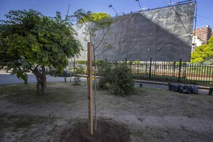 Tres ejemplares de jacarandás fueron plantados ayer en Belgrano
