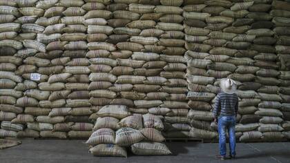 Tres factores favorecen los granos de Jardín: la altura, la humedad y la tierra roja