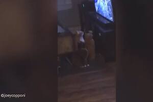 El video viral de tres gatos mirando televisión que llegó al millón de visitas