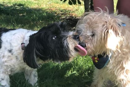 Tres generaciones en la familia: Boots y su "nieta" de cuatro años