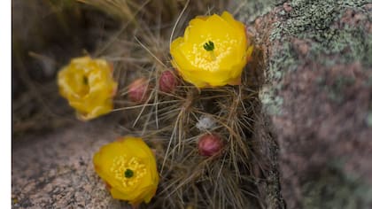 Tres Piedras, a unos 3400 metros sobre la sierra del Famatina, un lugar ideal para el trekking y las caminatas