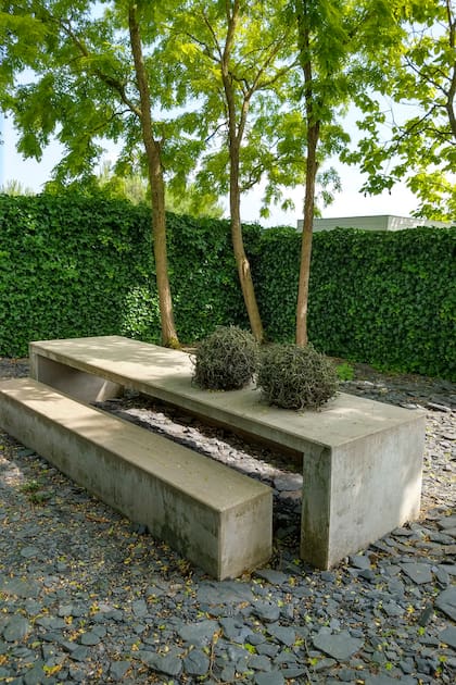 Tres Robinia ‘Frisia’ se recortan contra el cerco y crecen bien juntas en un jardín pequeño.