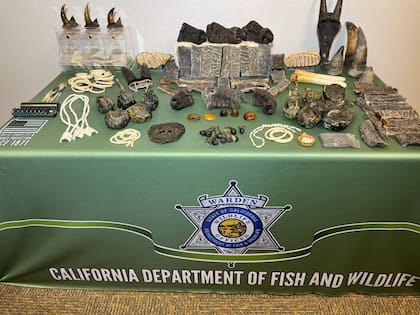 Tres sospechosos fueron arrestados y enfrentan cargos por tráfico de vida silvestre en los condados de Fresno y Madera