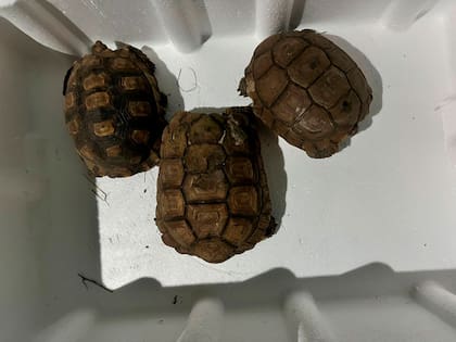 Tres tortugas fueron incautadas durante el operativo