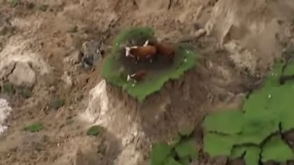 Tres vacas se quedaron atrapadas en medio del sismo en Nueva Zelanda