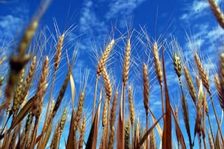 Coronavirus. Se puede imprimir dinero, lo que no se puede es imprimir comida