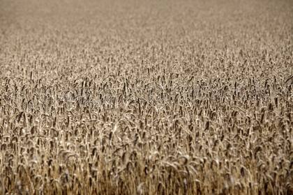 El cereal podría ocupar 6,8 millones de hectáreas